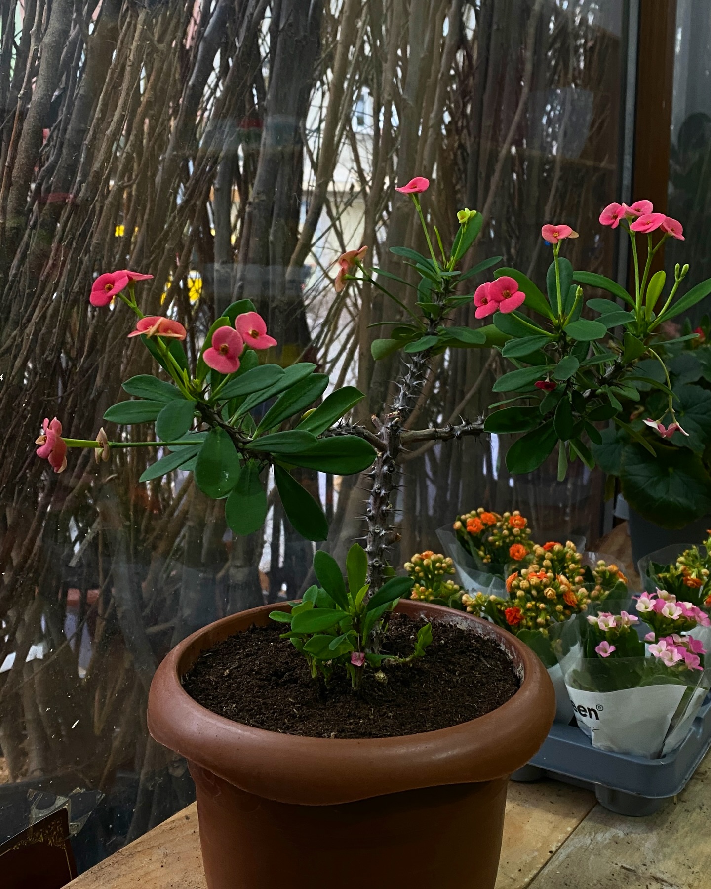 Dikenler tacı salon bitkisi