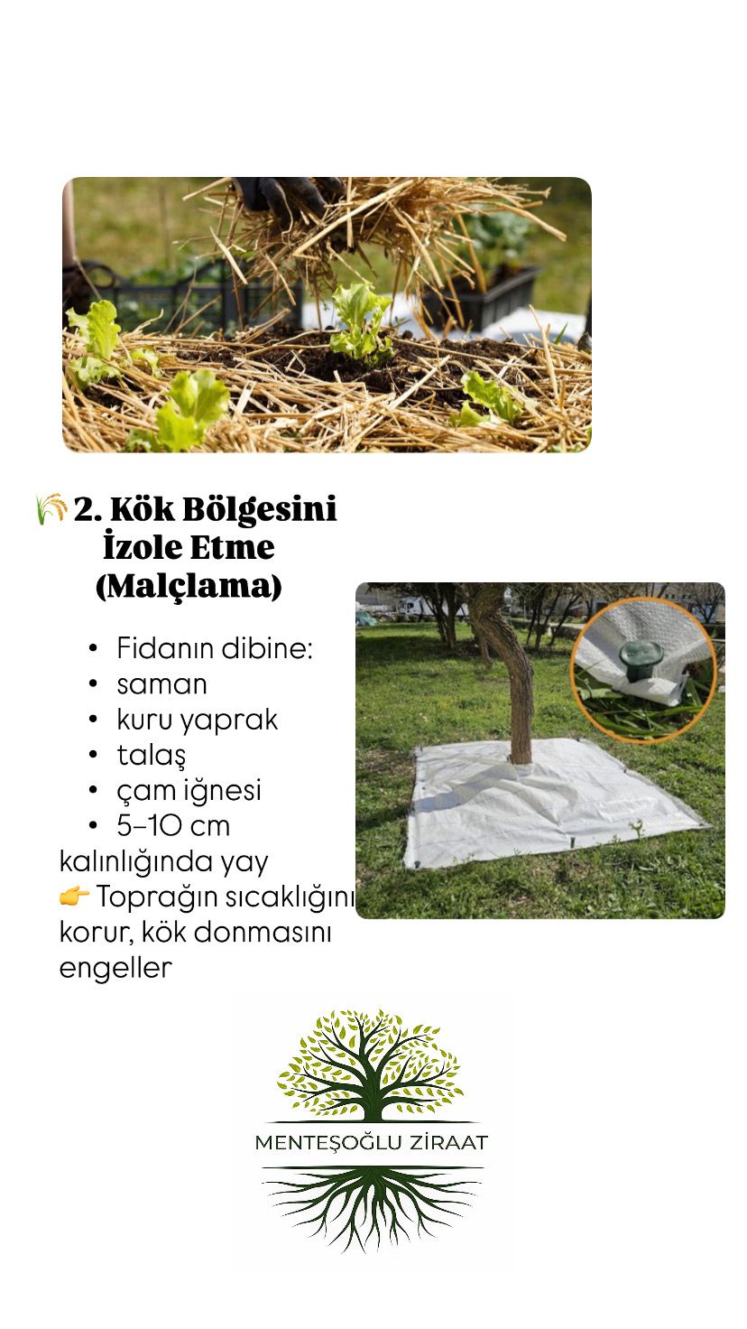Karabük'te kök bölgesini malçlama ile izole etme
