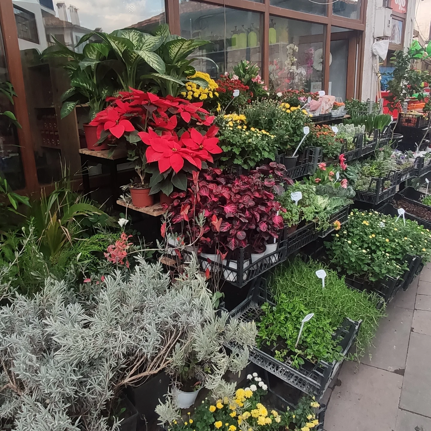 Safranbolu iç mekan bitkileri ve çiçek çeşitleri