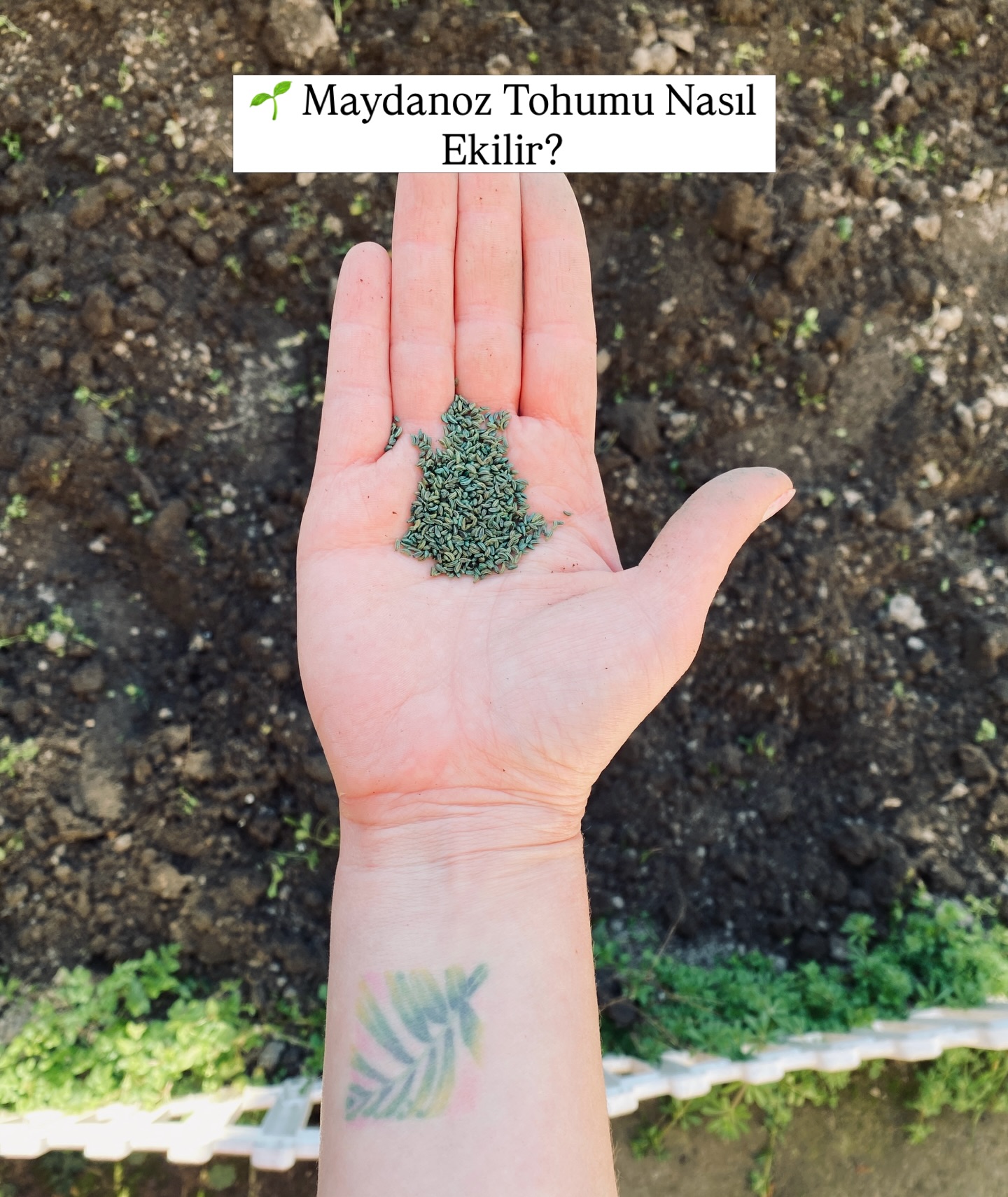 Maydanoz tohum ekimi adım 1