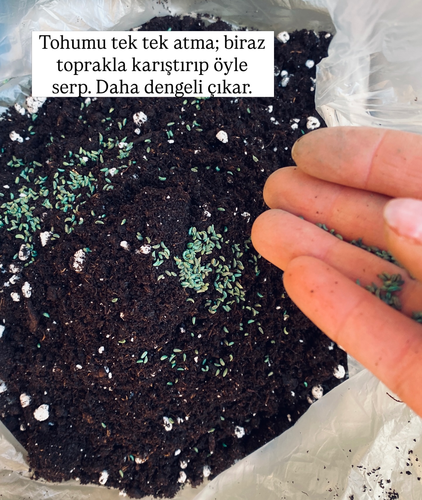 Maydanoz gelişimi adım 2