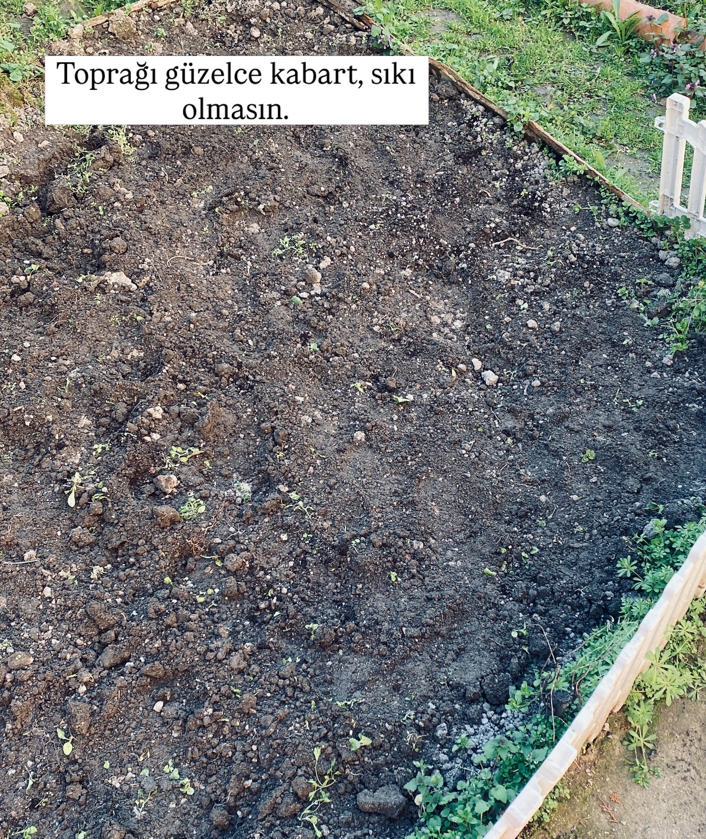 Maydanoz büyüme adım 4