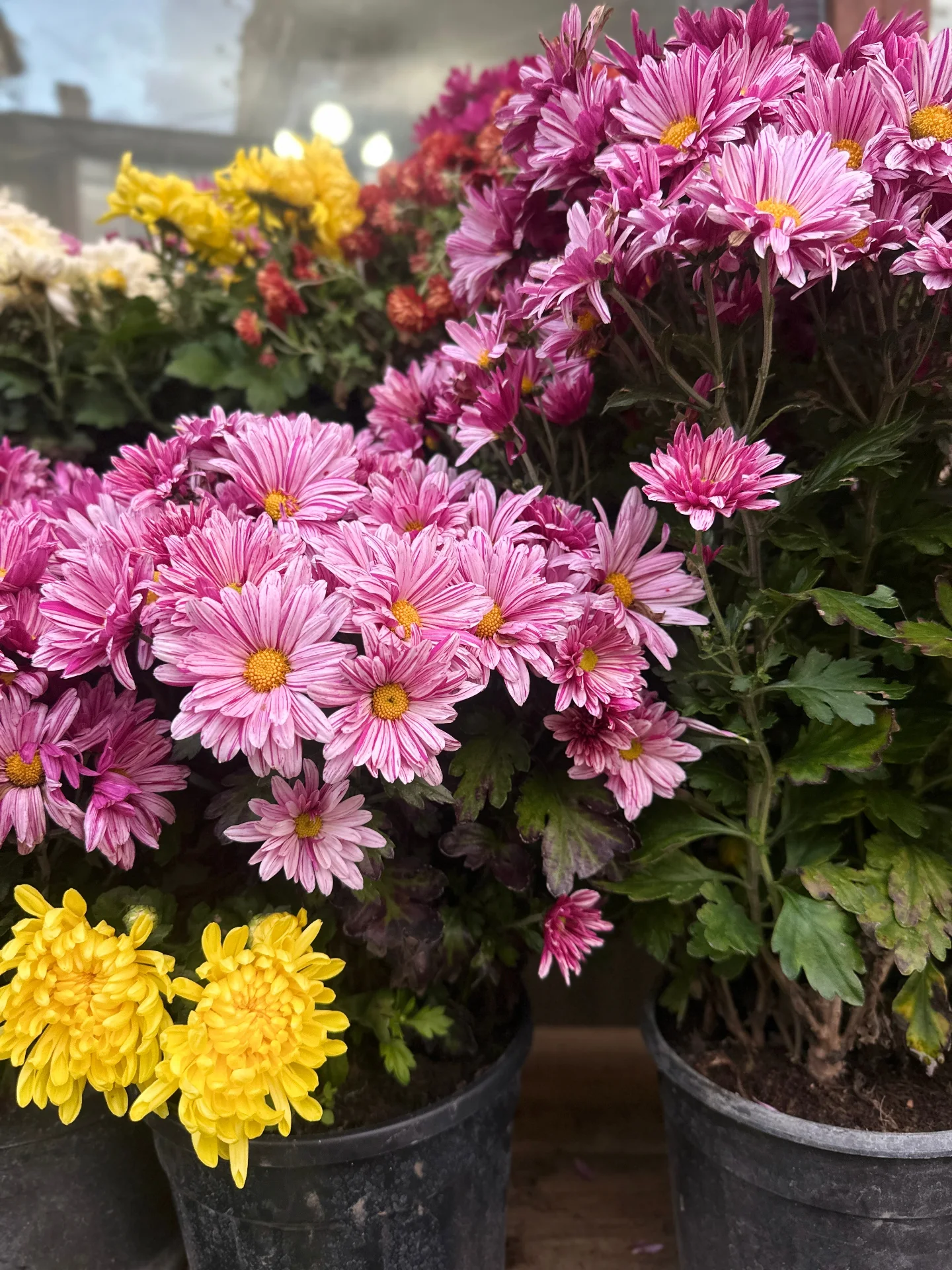 Kasımpatı Karabük