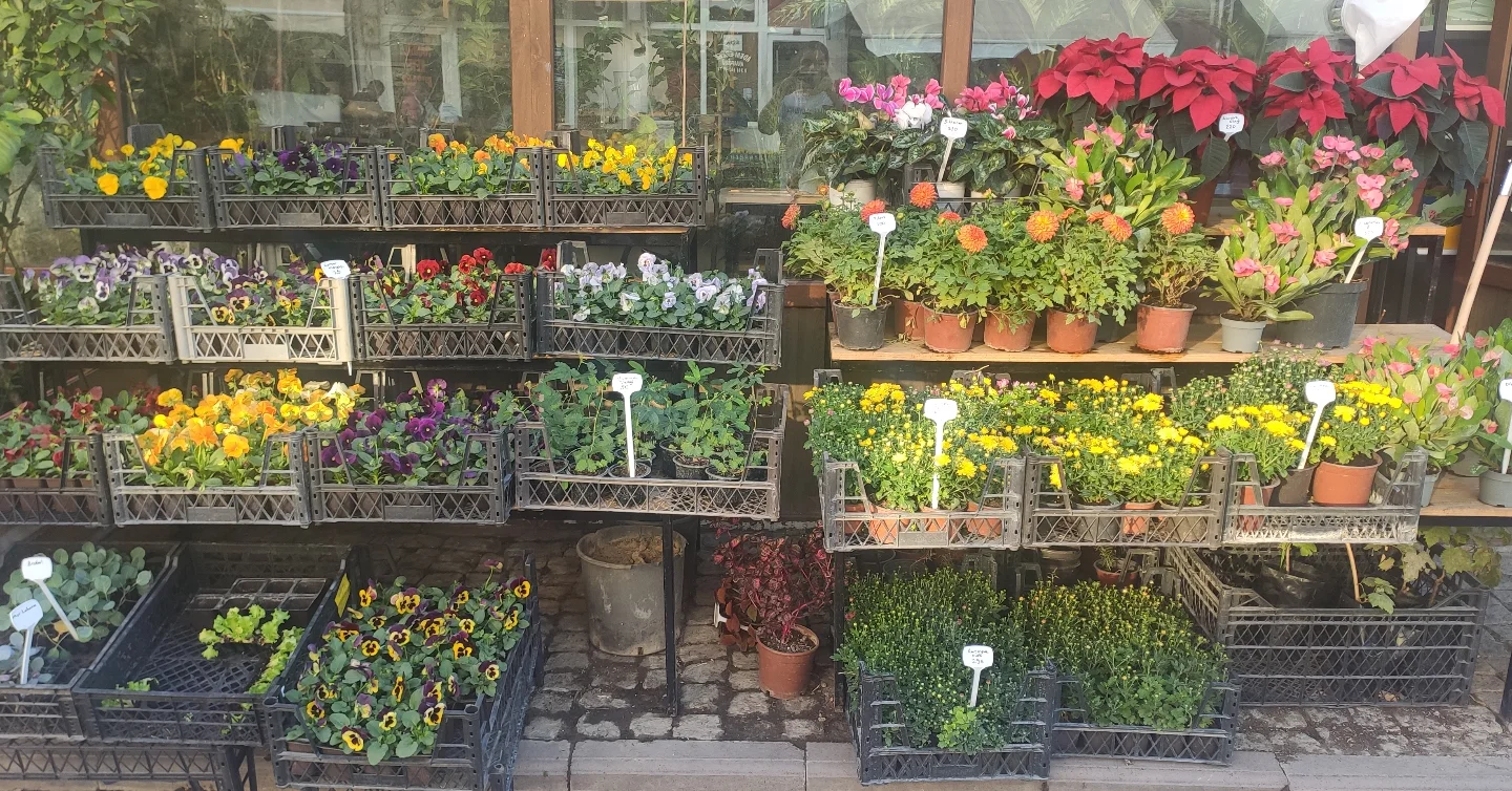 Safranbolu çiçekçi